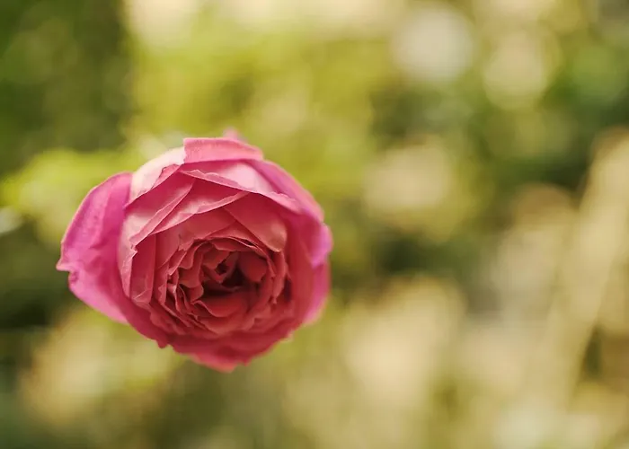 Rome Vacation Rentals